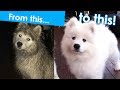 How to groom a Samoyed puppy