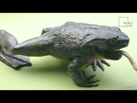 Video: Goliath è la rana più grande del mondo