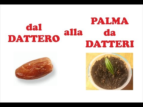 Video: Palma Da Datteri E Datteri