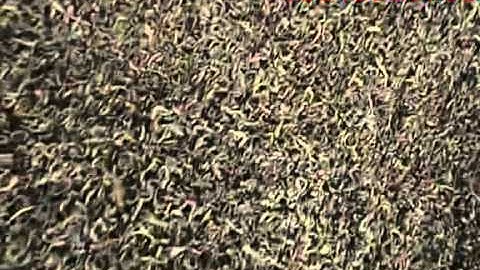 Tea color sorting machine   jasmine@ajlong.cn