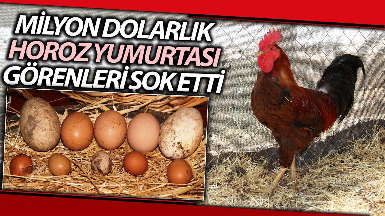 Gomoseksual yigitlarning porno videosi