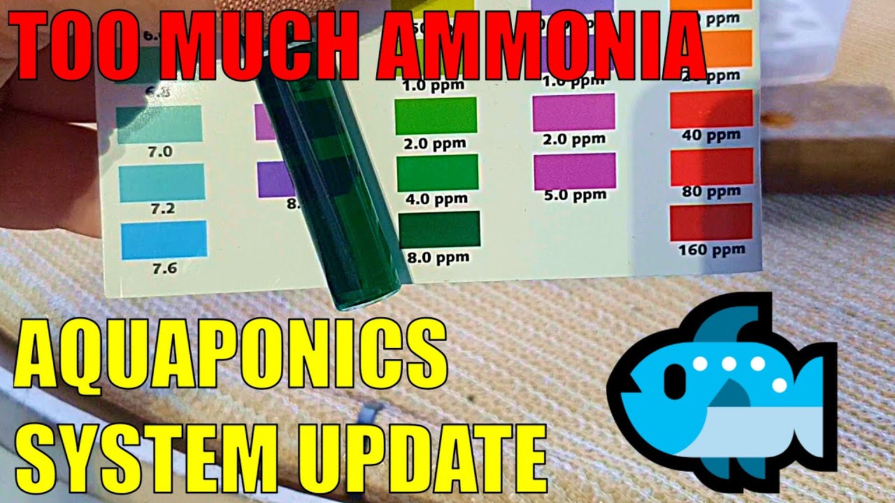 Understanding Ammonia in Aquaponics
