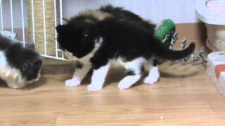 ノル子猫20140130-13