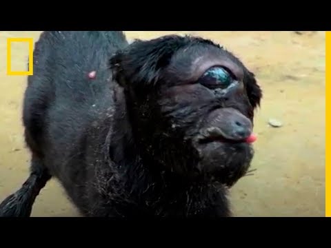 Vídeo: Una Cabra Nació En La India Y Ndash; ¡Cíclope, Que Es Considerado 