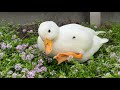 Spring Garden Call Ducks!