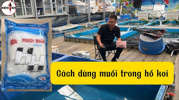 Cách dùng muối trong hồ cá koi !