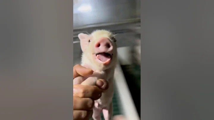 Cute piglet laughing  😍