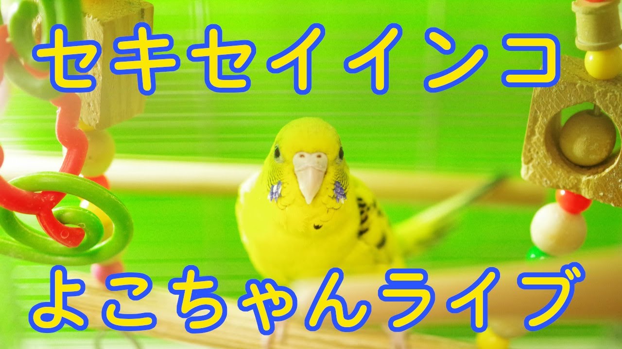  - HeartVod