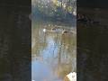 Duck getting it swag on with a leaf #ducks #funnyvideo  #wildlife