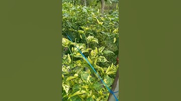 cabe rawit kena virus gemini tetap berbuah lebat#shorts