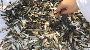 #Tập174 cách bắt cá rô non trên ruộng lúa chỉ có ở miền tây #BẫyRắnĐồngTháp