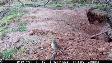 Browning Spec Ops Elite HP4 example video - redwing