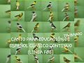 Canto original para enseñanza (timbrado español clásico continuo).