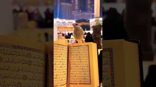 Download Lagu The Way of The Tears | Muhammad Al Muqit | Slowed + Reverb | Nasheed MP3 Download Lagu The Way of The Tears | Muhammad Al Muqit | Slowed + Reverb | Nasheed MP3