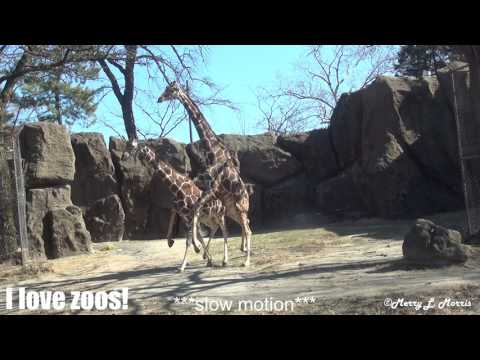 Philadelphia Zoo Giraffes Trying to Make a Baby (slow motion video)
