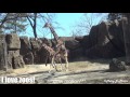 Philadelphia zoo giraffes trying to make a baby slow motion