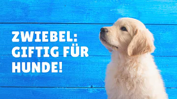 Ist Zwiebel giftig für Hunde?