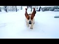 Basset Hound in the snow