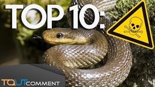 Les animaux sauvages les plus dangereux du monde TOP 10 Most dangerous animals on earth