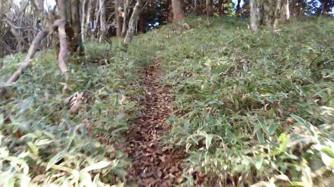 皿ヶ嶺散歩18 | Walking around Saragamine 18 (2025-11-23)