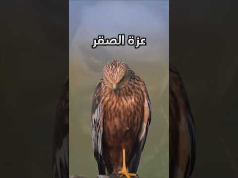 شاهد عزة الصقر 