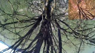 ImpulseRC   Alien-5 Tree Kissing