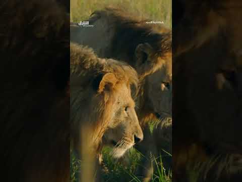 مطاردة فرس النهر