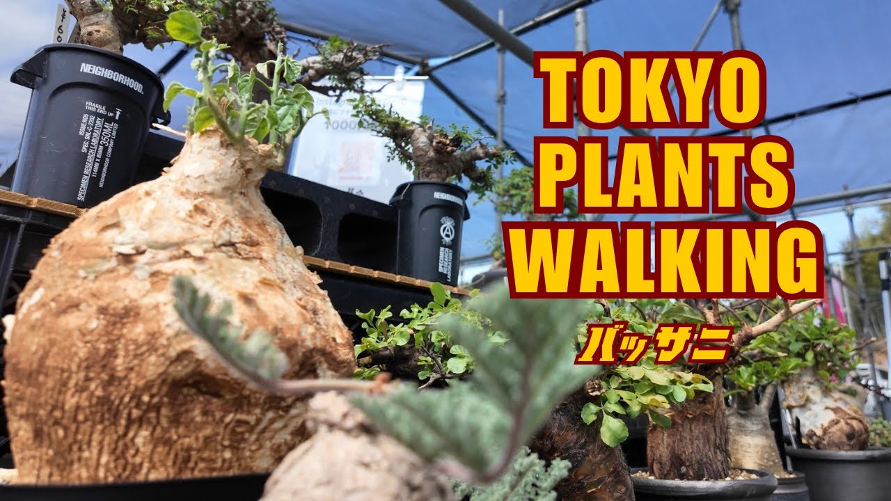 彩音 PSY-ON ORIGINAL CAUDEX POT⑤ Tokyo Plant Walk] Got My Dream Caudex at Kasumigaura HAZE! Plants