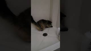 Cat Attacks Greebles
