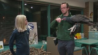 Famous Girl Raises Cash To Support Turkey Vulture Profile