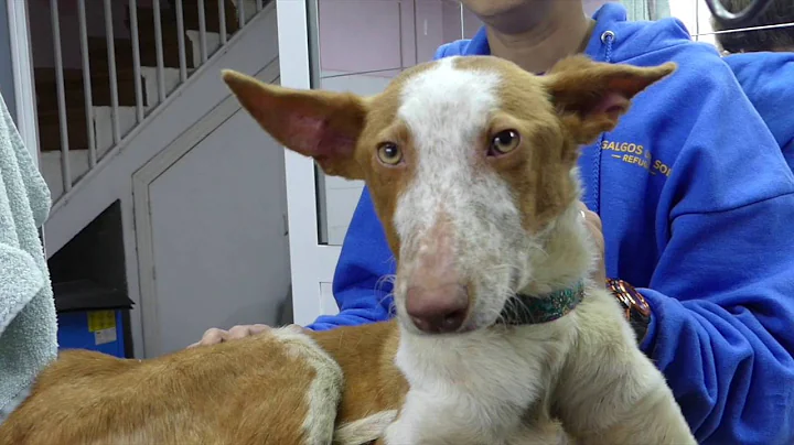 Two young podencos left to die on the streets!