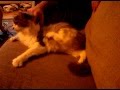 Cat's leg moves like a dog when scratched