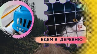 Едем в деревню с кошкой. Это треш. Покупаю обработки.