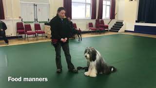 Kennel Club Good Citizenship D Award Bodhi The Beardie