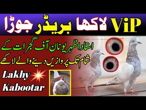 Pure Lakhy Kabootar | Parwazi + Breedar Lakhy Pigeons | Lakha kabootar ki pehchan