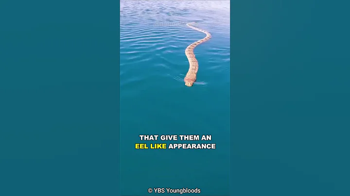 Sea Snake | The Deadly Sea Serpent - DayDayNews