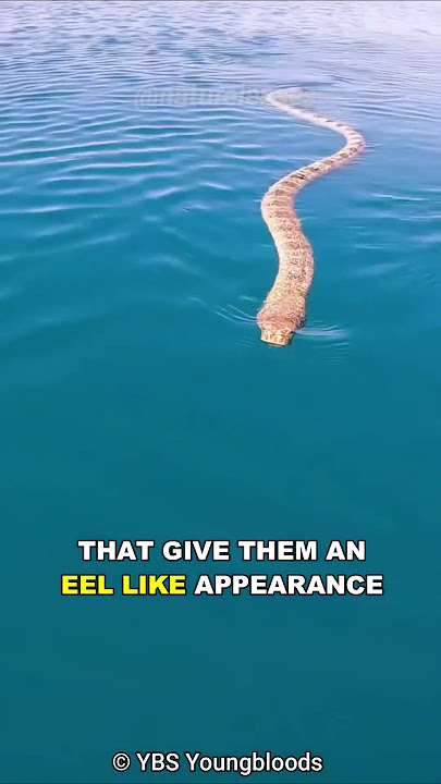 Sea Snake | The Deadly Sea Serpent