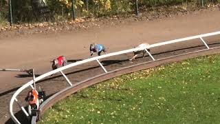 Tampere 8.10.2022 Lähtö 27: whippet, W-H Veteraanimestaruus 2022, 280 m by High Caliber racing whippets 77 views 1 year ago 34 seconds