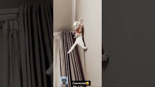 Самые смешные коты /Приколы с котами/СМЕШНЫЕ ЖИВОТНЫЕ 2023/Funny cats/Funniest Cats/Gatos engraçados