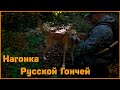 Нагонка русской гончей. Солонцы для лосей. Лезу на лабаз. Зайца мало, копытных много.