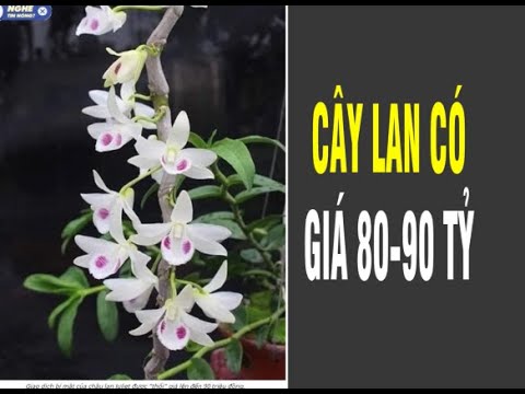 Video Điểm lại những thương vụ BẠC TỶ của lan đột biến... - youtube