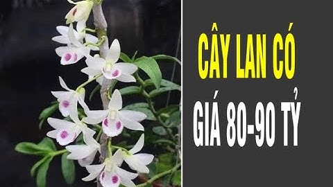 Điểm lại những thương vụ BẠC TỶ của lan đột biến genen/Độc Đáo Điểm Việt Nam