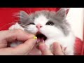 どうしても薬を飲みたくない子猫がかわいい