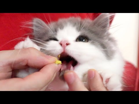 kitty-who-dislikes-medicine