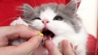 Kitty who dislikes medicine