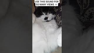 Download Lagu Gebruik dit geluid #cat #usethisaudio #usethissound #viral #fyp MP3