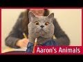 Aaron&#39;s Animals Лучшее 2017