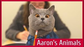 Aaron&#39;s Animals Лучшее 2017