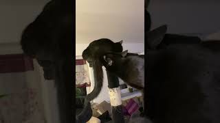 Cat Smells On Other Cats And Seems To Be Disgusted