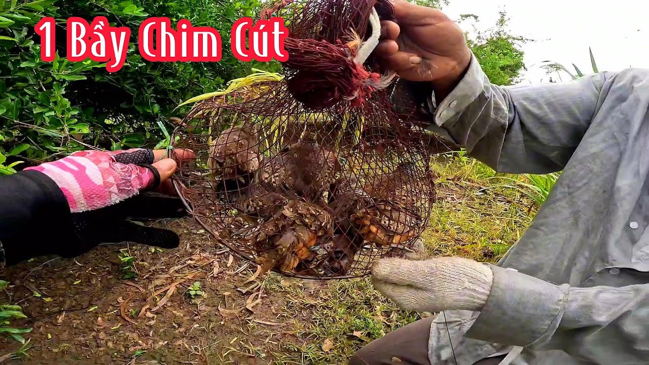 1 Bầy Chim Cút Thi Nhau Chạy Trúng Mánh | Đam Mê Săn Bắt